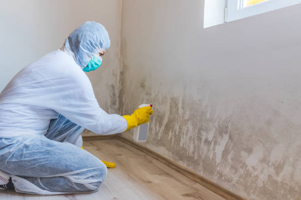 Licensed Mold Remediation service in Middletown, PA - WQB Mold Removal